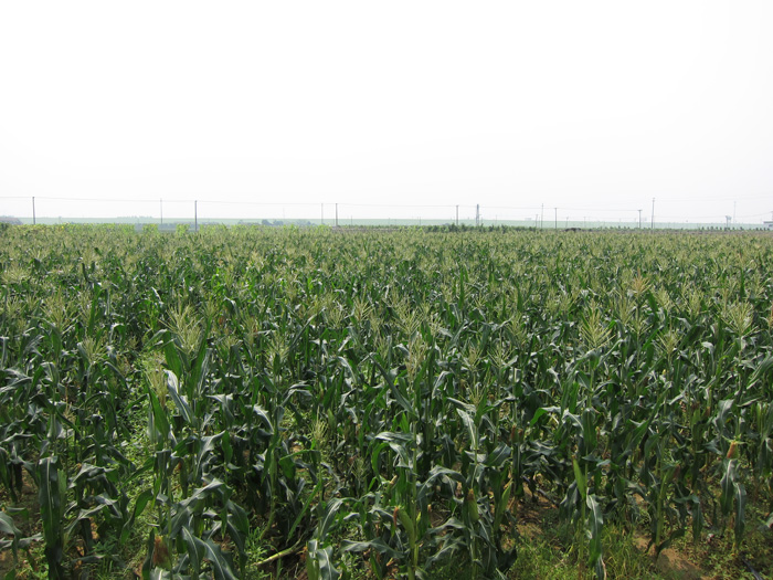 舜泰玉米基地